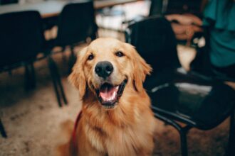 Seu cachorro está lambendo as patas? leia o que deve saber!