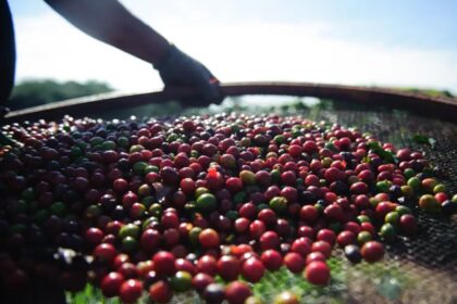 Café está na reta final de colheita