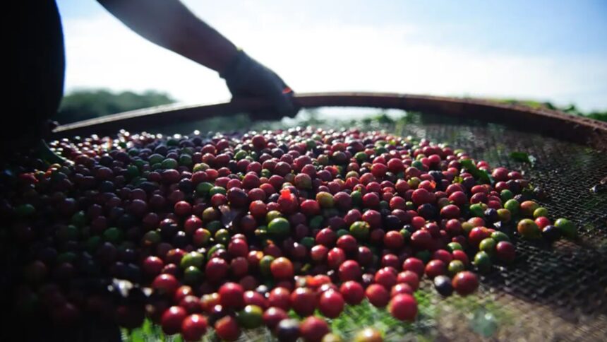 Café está na reta final de colheita