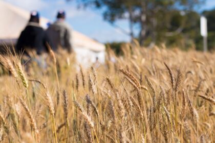 Preço do trigo teve forte alta no Rio Grande do Sul