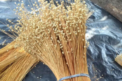 HISTÓRIAS EXPORTADORAS: artesanato feito a partir do capim-dourado leva produtos da Yetu Biojoias para Portugal