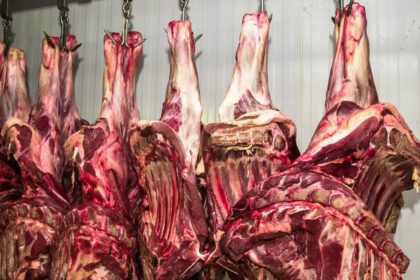 Mercado de bovinos encerrou julho com negócios estáveis