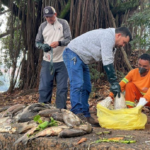 Pescadores do Rio Piracicaba recebem apoio após nova mortandade de peixes