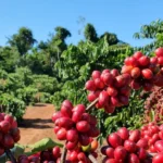 Café fica mais caro, nesta quarta-feira (25)