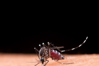 Dengue: Brasil registra 6,5 milhões de casos prováveis em 2024