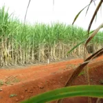 Preço do açúcar subiu no último fechamento