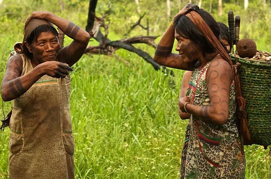 Castanha do Brasil produzida pelos povos Mẽbêngôkre-Kayapó é exportada para a Inglaterra com apoio da ApexBrasil