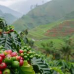 Semana começa em baixa para o café