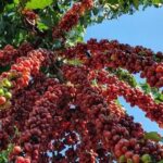 Café e açúcar fecham em queda