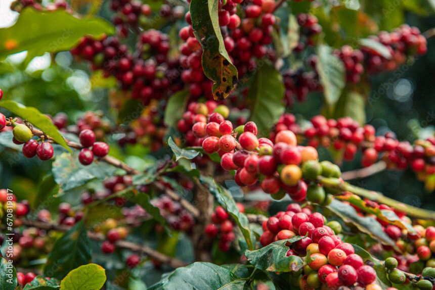 Café volta a ter alta