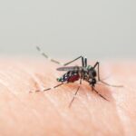 Dengue: Saúde vai investir R$ 1,5 bi no controle da doença