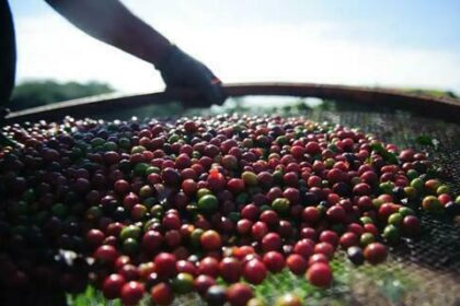 Preço do café registra queda, nesta segunda-feira (4)