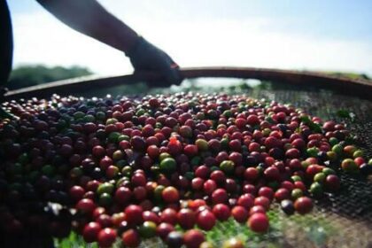Café arábica registra queda de 0,31% no preço da saca de 60 quilos