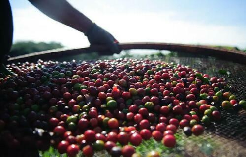 Café arábica registra queda de 0,31% no preço da saca de 60 quilos