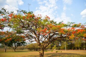 Primavera 2024: clima seco deve continuar até meados de novembro