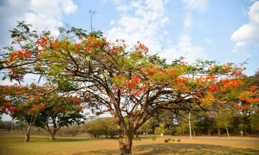 Primavera 2024: clima seco deve continuar até meados de novembro