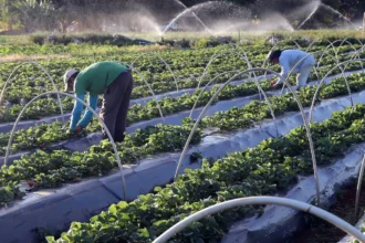 Pronaf: BASA projeta atender 30 mil famílias com R$ 2,5 bi em financiamentos, em 2025