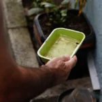 Dengue: 80 municípios prioritários terão ações de enfrentamento intensificadas; veja lista