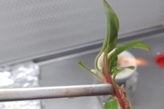 HISTÓRIAS EXPORTADORAS: conheça a trajetória de sucesso da Nova Planta, que se prepara para exportar mudas in vitro para o Chile