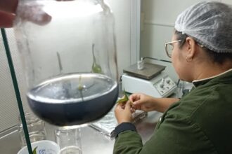 HISTÓRIAS EXPORTADORAS: empresa de mudas in vitro dá primeiros passos no mercado internacional com ajuda da ApexBrasil