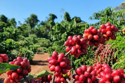 Café arábica tem queda no preço, enquanto arábica registra elevação, nesta quarta-feira (14)