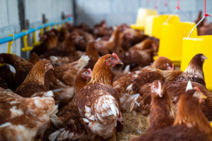Gripe aviária: Goiás confirma novo foco em aves domésticas