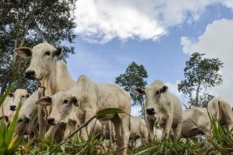 Preço das carnes registra estabilidade nesta sexta-feira (16)