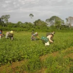 Agricultura familiar responde por 23% da produção agropecuária e 67% dos empregos no campo
