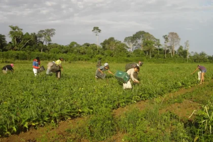 Agricultura familiar responde por 23% da produção agropecuária e 67% dos empregos no campo