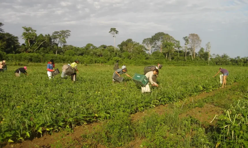 Agricultura familiar responde por 23% da produção agropecuária e 67% dos empregos no campo