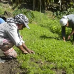 Agronegócio brasileiro bate recorde de ocupação com 28,5 milhões de trabalhadores em 2025