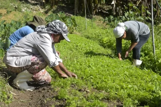 Agronegócio brasileiro bate recorde de ocupação com 28,5 milhões de trabalhadores em 2025