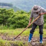 Agronegócio inicia 2025 com maior saldo de empregos formais desde 2022