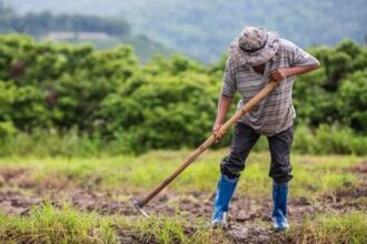 Agronegócio inicia 2025 com maior saldo de empregos formais desde 2022