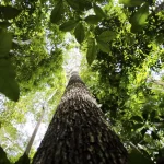 Amazônia Legal: prêmios reconhecem empreendedorismo consciente na região; inscrições até 31 de agosto