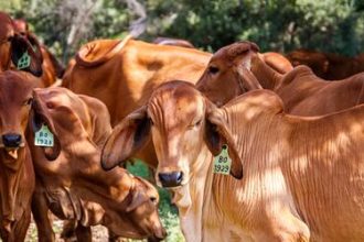 Boi gordo recua 2,13% e arroba é negociada a R$ 310,65; frango e carne suína registram alta nos preços