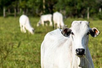 Boi gordo: semana começa com estabilidade no preço da arroba