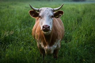 Boi gordo: semana começa com queda no preço da arroba