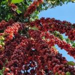 Café arábica sobe, enquanto café robusta, milho e açúcar cristal caem no mercado paulista