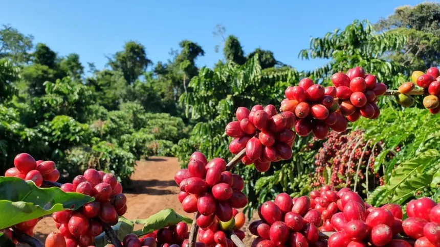 Café robusta registra queda no preço, nesta quarta-feira (28); arábica segue estável