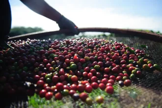Café tem queda no preço nesta quarta-feira (23)