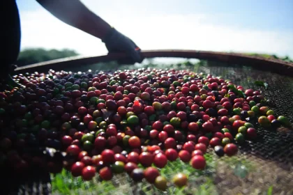 Café tem queda no preço nesta quarta-feira (23)