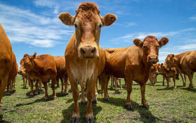 Carnes mantêm estabilidade nos preços, mas suíno vivo recua no Sul
