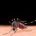 Dengue: atenção aos primeiros sinais pode salvar vidas