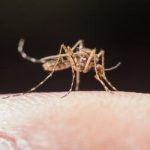 Dengue grave: reconheça sintomas e evite complicações