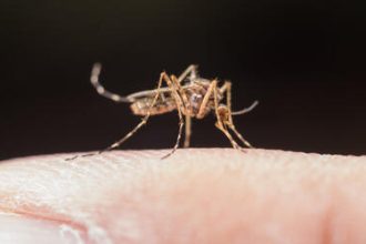 Dengue grave: reconheça sintomas e evite complicações