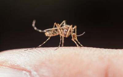 Dengue grave: reconheça sintomas e evite complicações