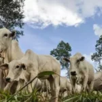 Em alta, arroba do boi gordo custa R$ 306,50 nesta sexta-feira (30)