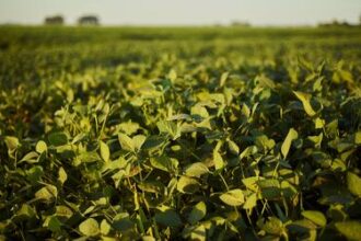 Empresa agrícola brasileira mira marca histórica de 1 milhão de hectares plantados