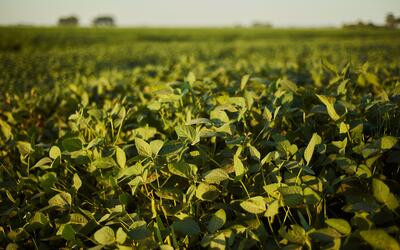 Empresa agrícola brasileira mira marca histórica de 1 milhão de hectares plantados